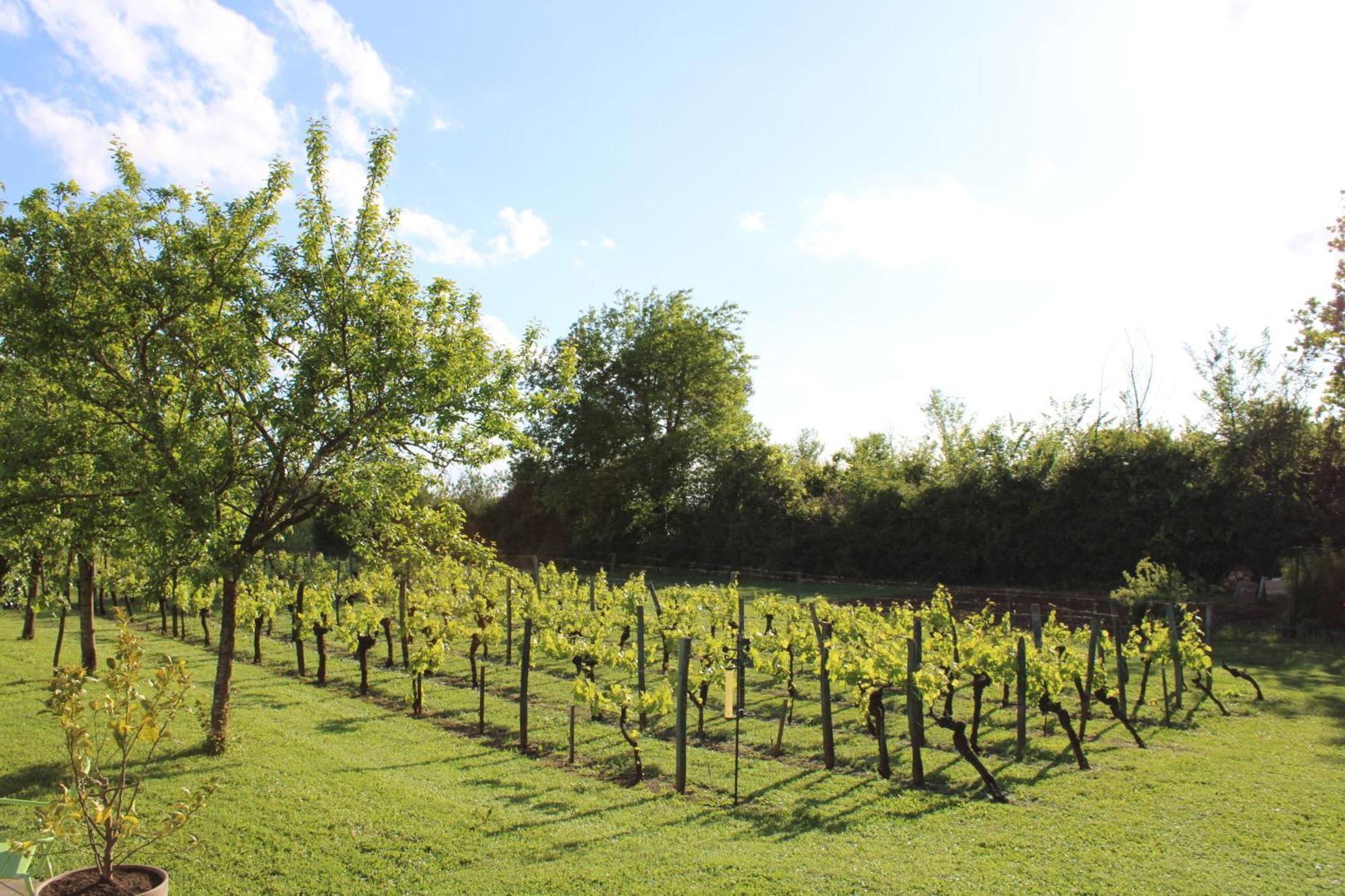 La Vigneraie De Laura Bed and Breakfast Sainte-Colombe  Εξωτερικό φωτογραφία